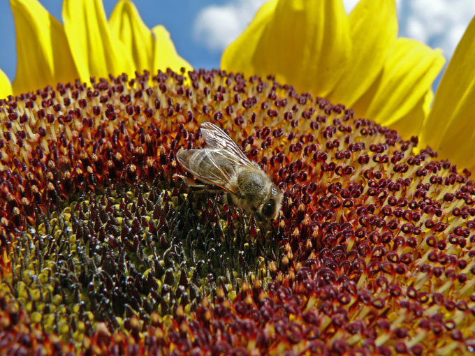 sunny, sunny bee