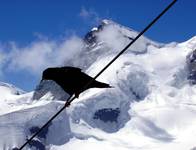 Jungfrausvogel