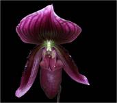 paphiopedilum