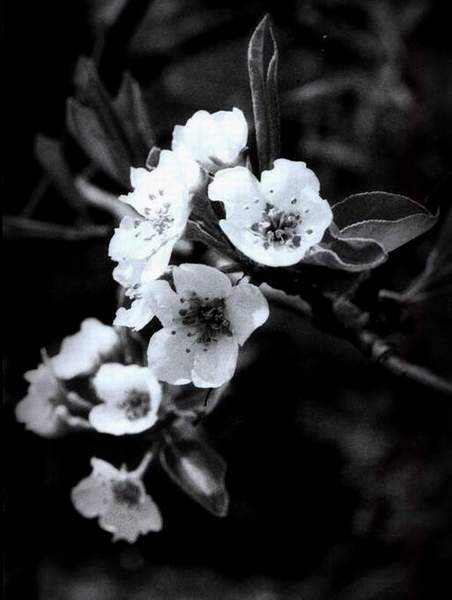 Pear&#039s flowers