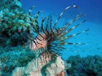 Lionfish