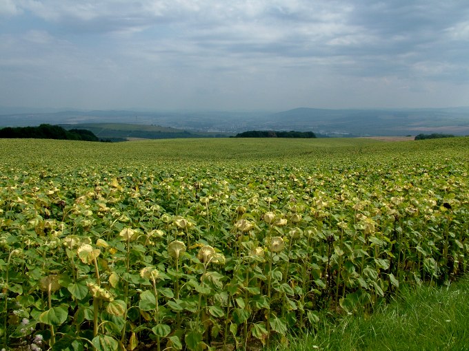 Słonecznikowe pole I