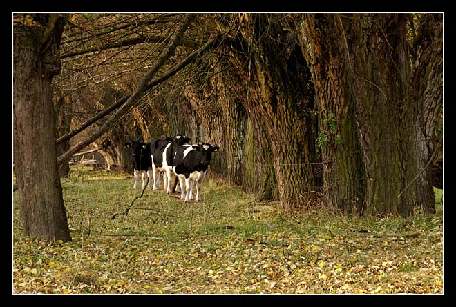 Tunel szybkiego ruchu