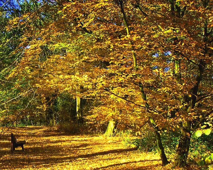 idzie jesień przez park...