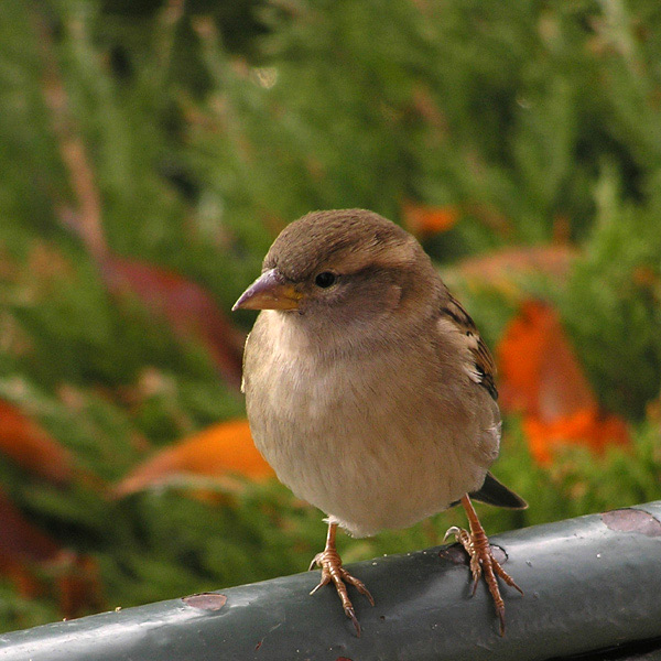 Wrobelek Elemelek