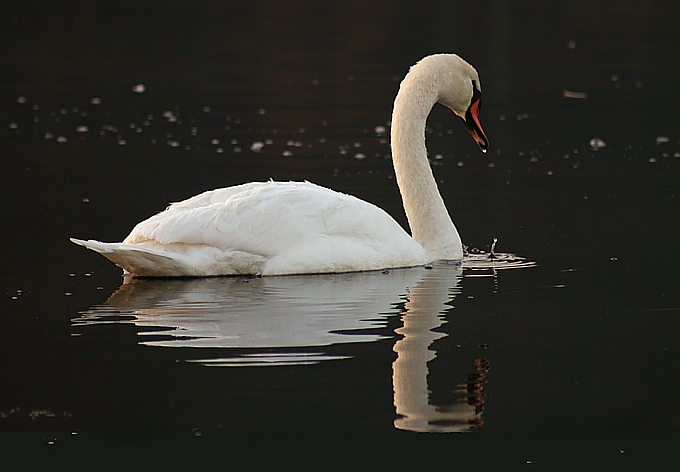 Łabędź