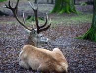 Samiec jelenia (byk) z Białowieży