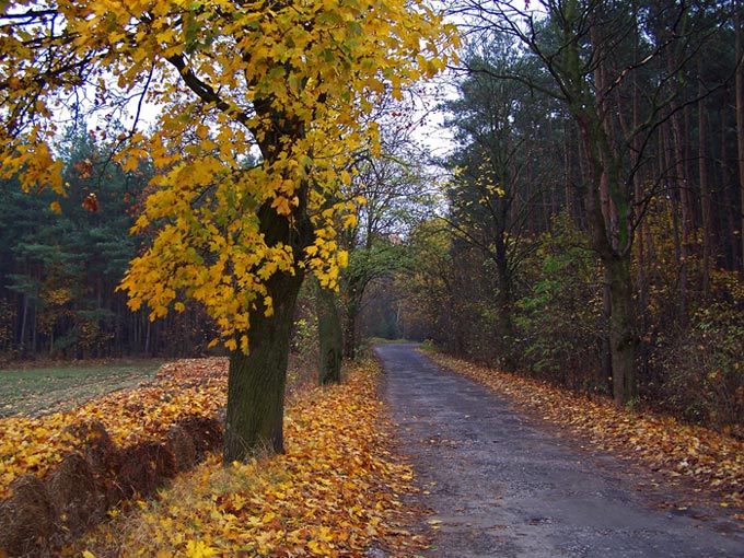 "Osjeń"