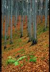 Beskid Maly