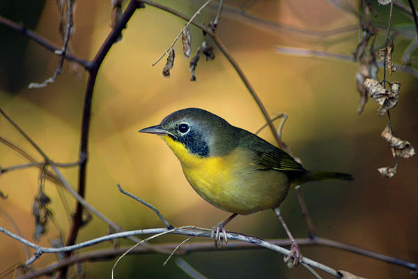 Nashville-Warbler