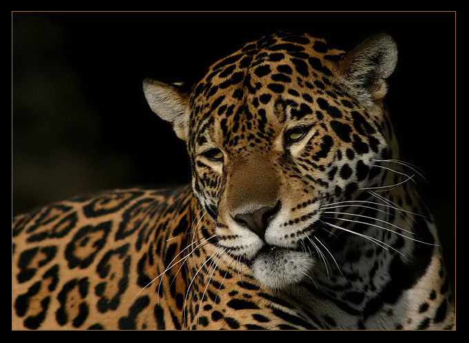 jaguar