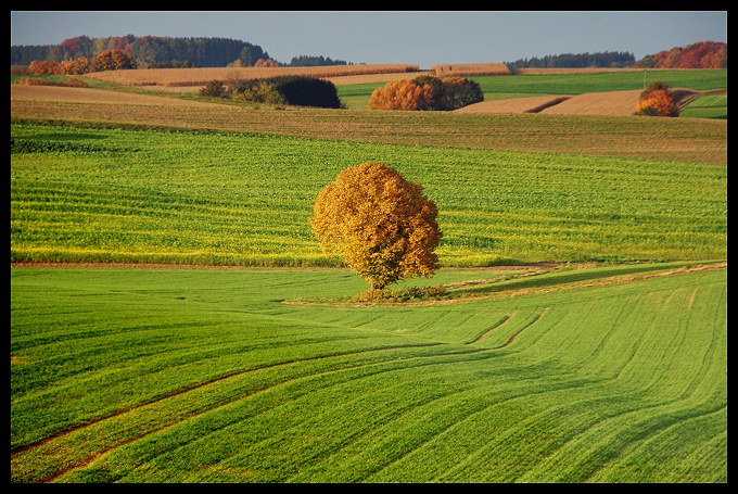 jesień w polu