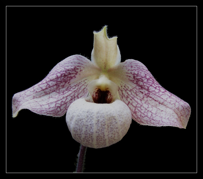 paphiopedilum nr 2