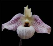 paphiopedilum nr 2