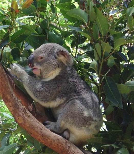 Koala