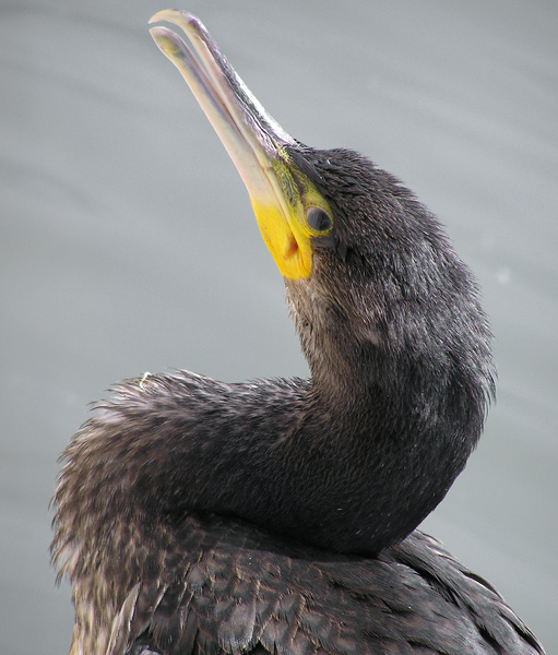 kormoran czarny