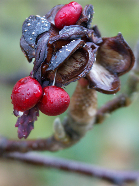 jesienna magnolia