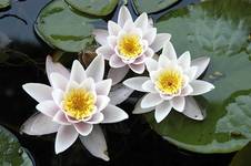 waterlilies