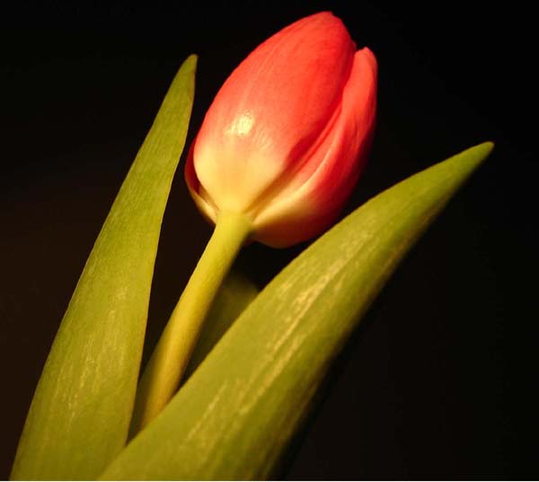 tulip