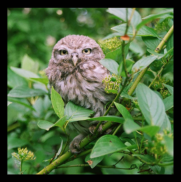 pojdzka (Athene noctua)