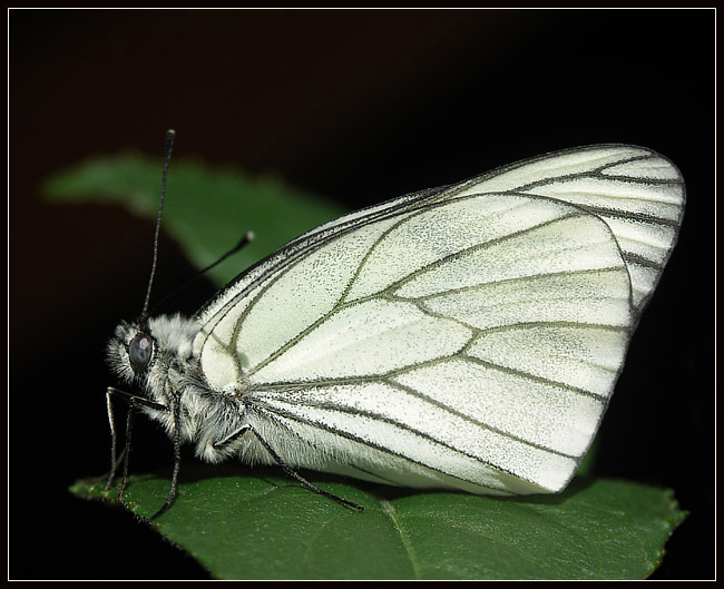 Niestrzęp głogowiec (Aporia crataegi)