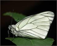 Niestrzęp głogowiec (Aporia crataegi)