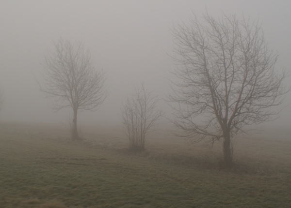 Trees in the fog