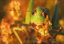 Pasikonik zielony (Tettigonia viridissima)