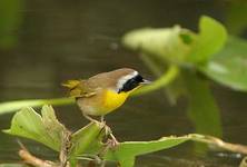 Common Yellowthroat