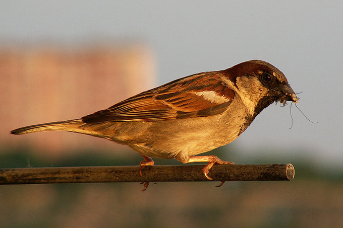 Wrobelek