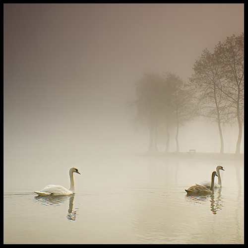 swan song