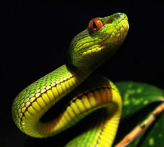 Tree Viper