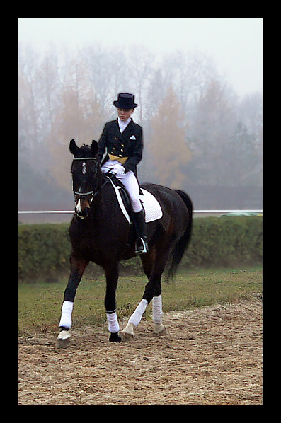 Dressage