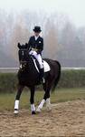 Dressage