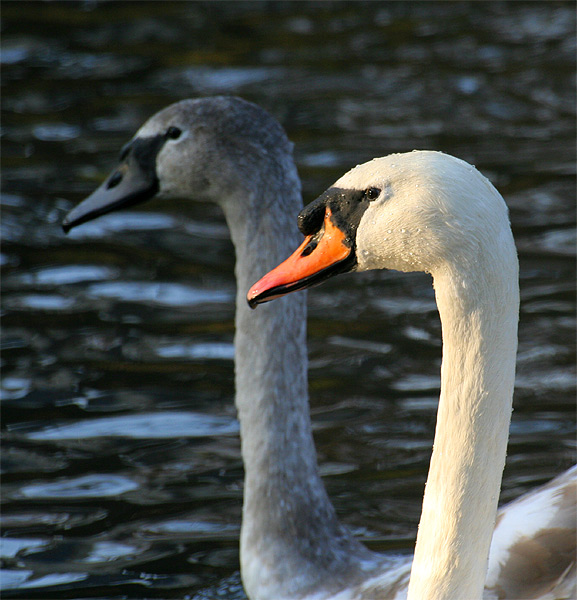 łabądź &  łabądź jr.