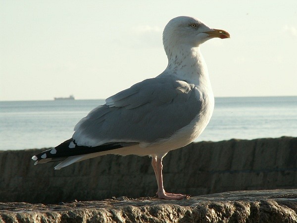 Jesienny seagull - strażnik głębin oceanu.