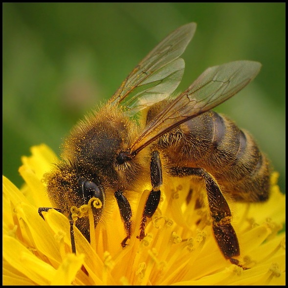 Pszczoła miodna (Apis mellifera)