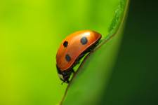 Coccinella septempunctata