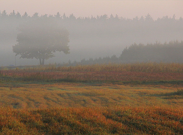 Królowa mgieł