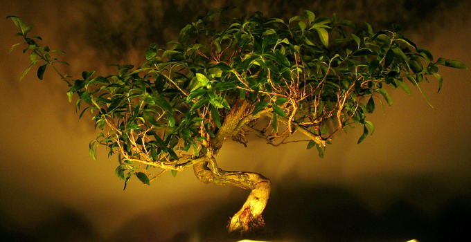 Bonsai i światło