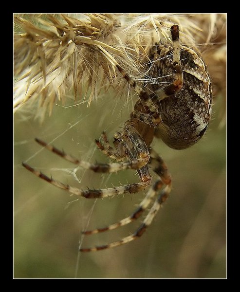 Spider