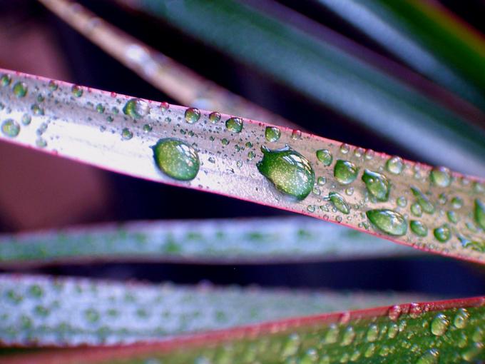 DRACENA