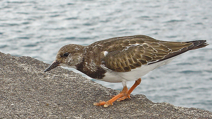 Kamusznik, Turnstone (Arenaria interpres)