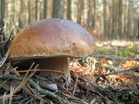 ...Boletus Edulis...