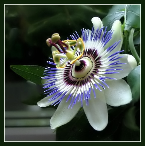 Passiflora...