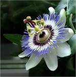 Passiflora...