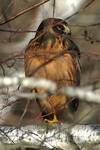 Northern Harrier