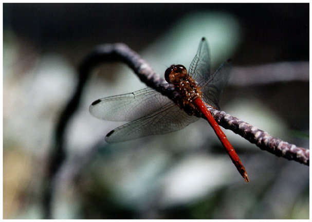 Dragonfly