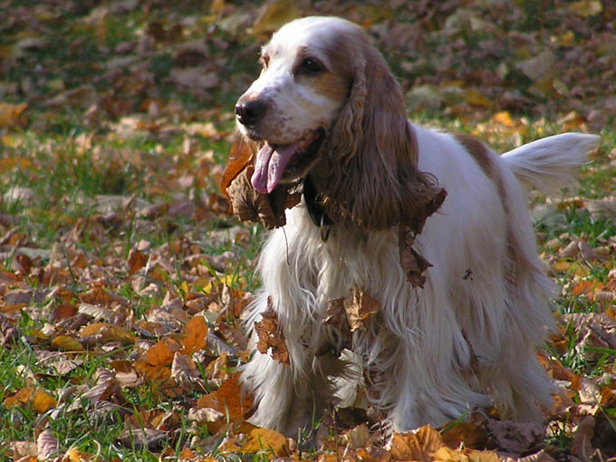 Spaniel Jesienny