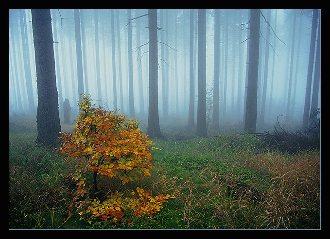 ::: w poszukiwaniu elfów :::